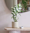 Bamboo Orchid & Pot