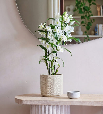 Bamboo Orchid & Pot
