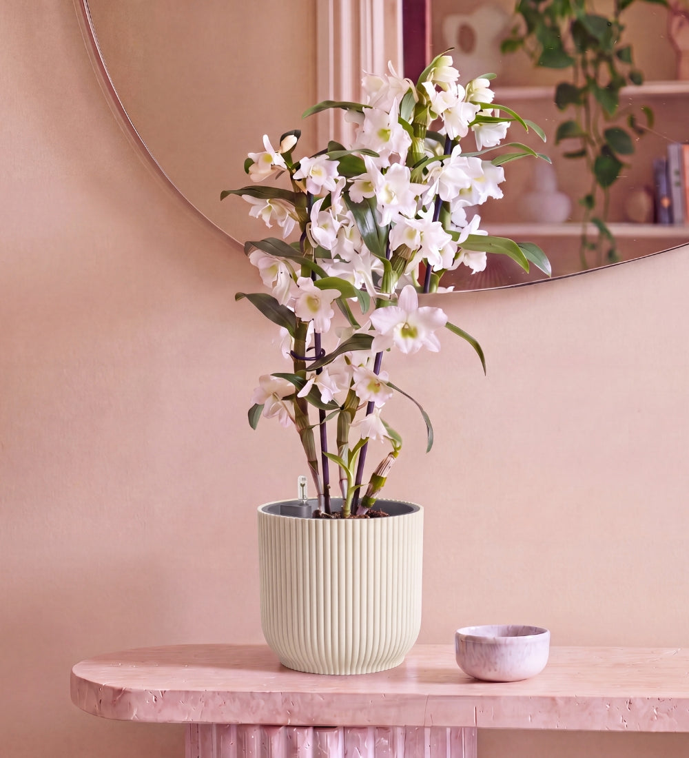 Bamboo Orchid White in Self-watering Pot