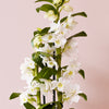 Bamboo Orchid & Pot