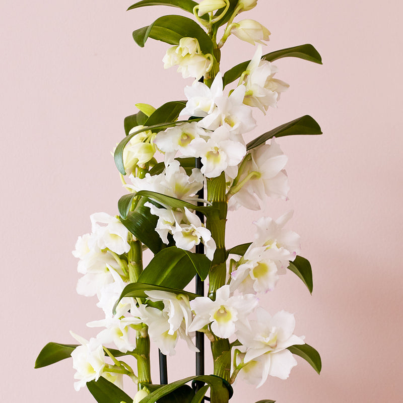 Bamboo Orchid & Pot