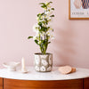 Bamboo Orchid & Pot
