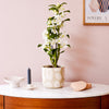Bamboo Orchid & Pot