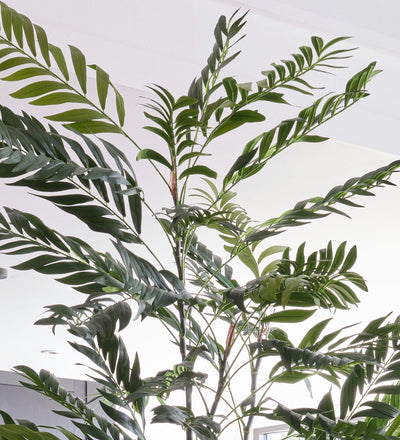 Artificial Bamboo Palm