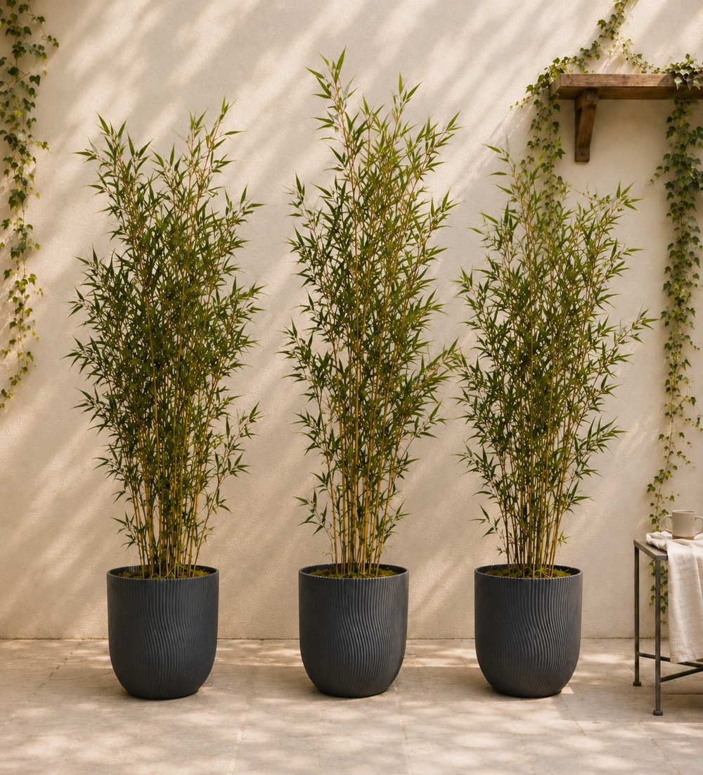 Large Bamboo Trio