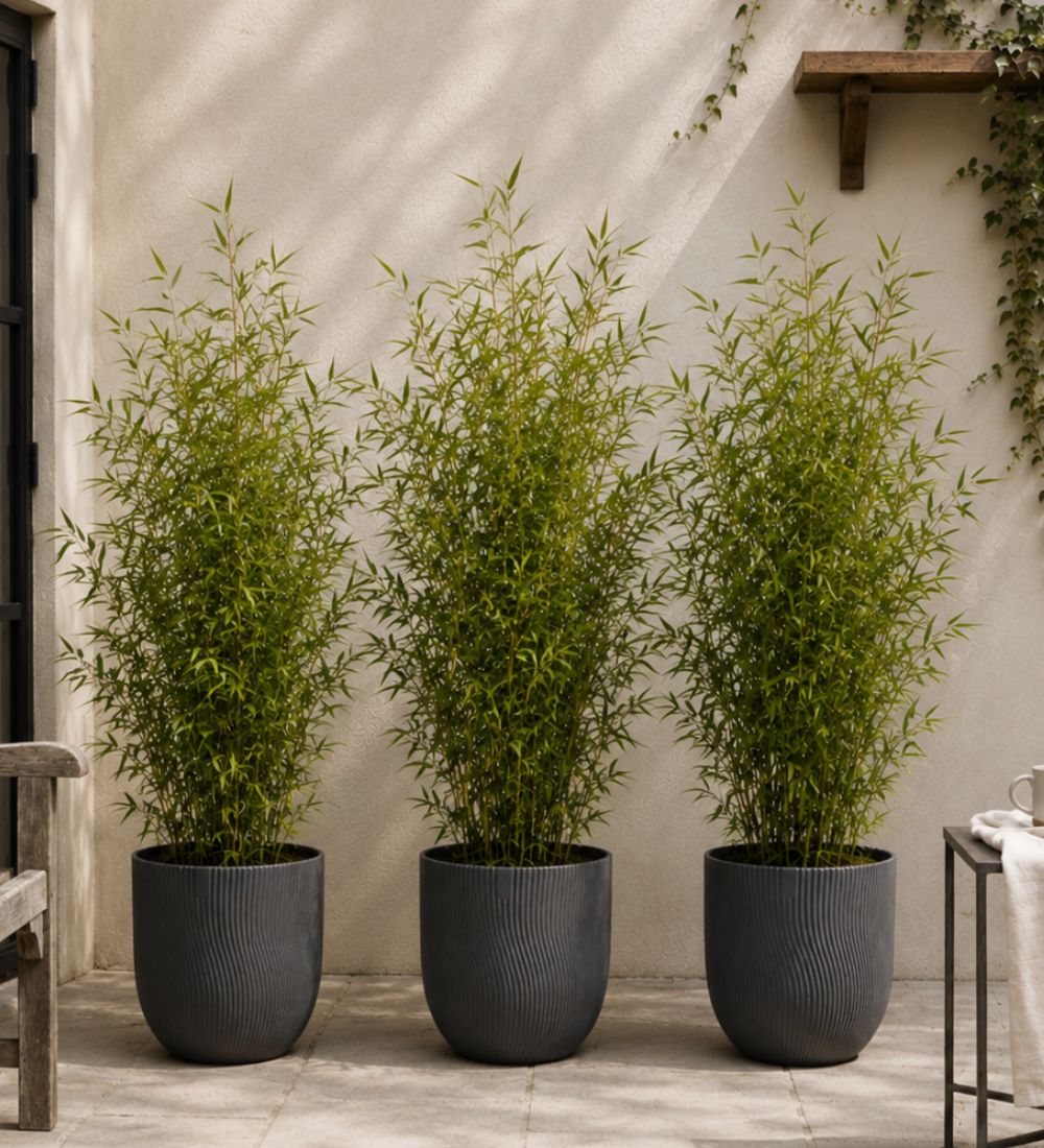 Trio of Large Bamboo