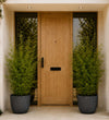Pair of Large Bamboo