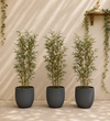 Trio of Small Bamboo