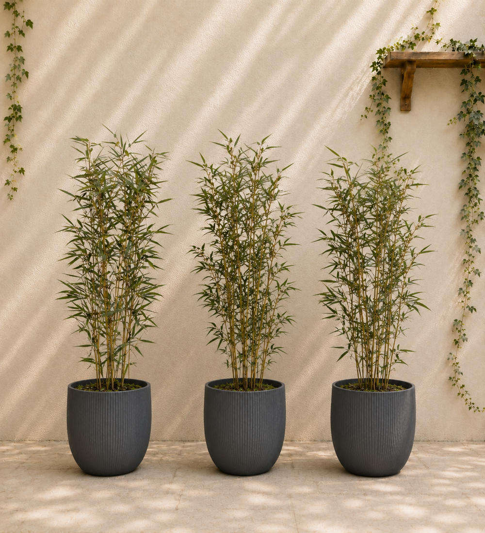 Small Bamboo Trio