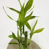 Mini Lucky bamboo & pot