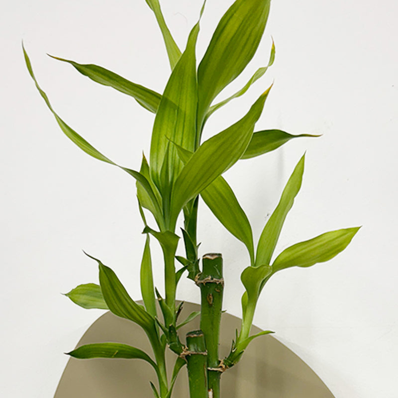 Mini Lucky bamboo & pot