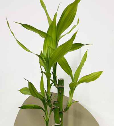 Mini Lucky bamboo & pot