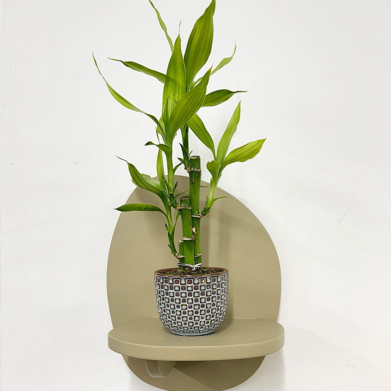 Mini Lucky bamboo & pot