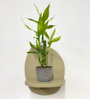 Blue Pot