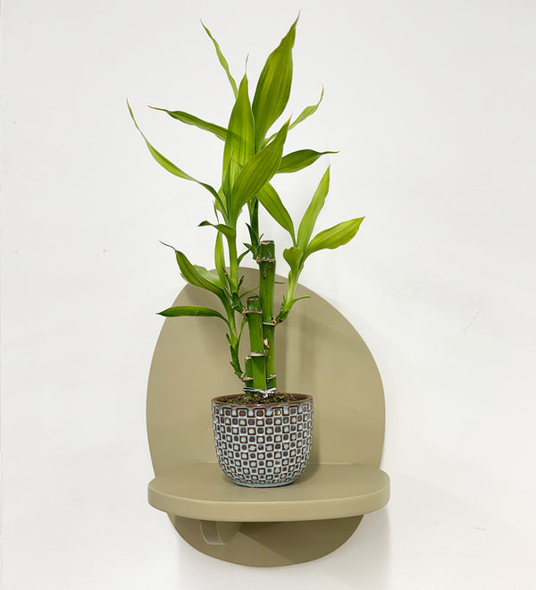 Mini Lucky bamboo & pot