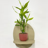 Mini Lucky bamboo & pot
