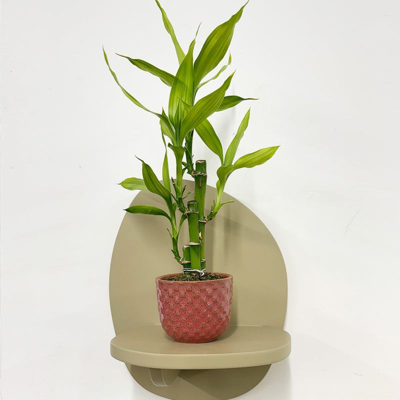Mini Lucky bamboo & pot