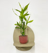 Mini Lucky bamboo & pot