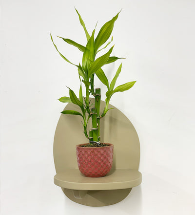 Mini Lucky bamboo & pot