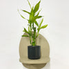 Mini Lucky bamboo & pot