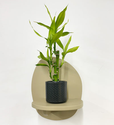 mini lucky bamboo Mini Lucky bamboo & pot