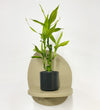 Mini Lucky bamboo & pot