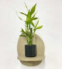 Grey Pot