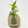 Mini Lucky bamboo & pot