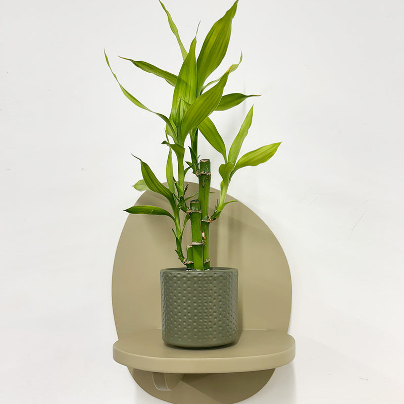 Mini Lucky bamboo & pot