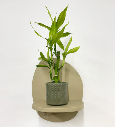 Mini Lucky bamboo & pot