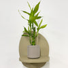 Mini Lucky bamboo & pot