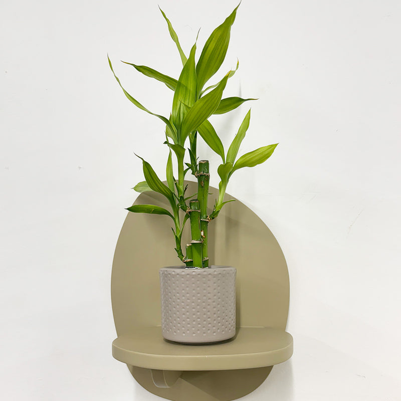 Mini Lucky bamboo & pot