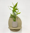 Mini Lucky bamboo & pot