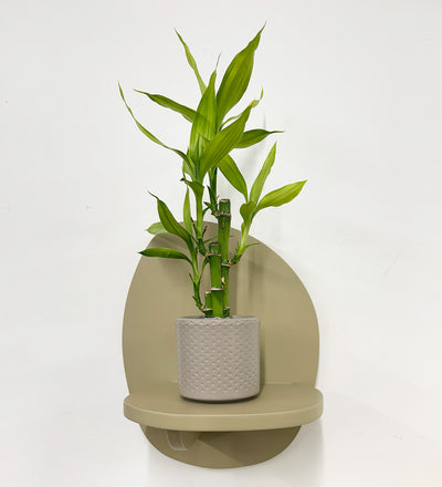 Mini Lucky bamboo & pot