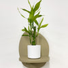 Mini Lucky bamboo & pot