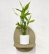 Mini Lucky bamboo & pot