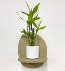 White Pot