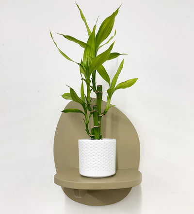 Mini Lucky bamboo & pot