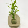 Mini Lucky bamboo & pot