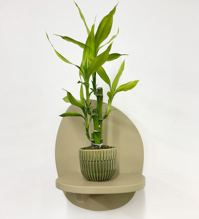lucky bamboo uk Mini Lucky bamboo & pot