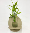 Mini Lucky bamboo & pot