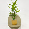 Mini Lucky bamboo & pot