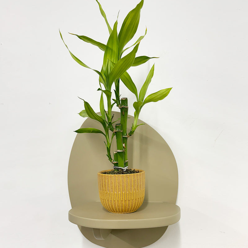 Mini Lucky bamboo & pot