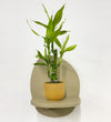 Mini Lucky bamboo & pot