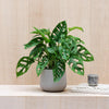 Swiss Cheese Obliqua Pair