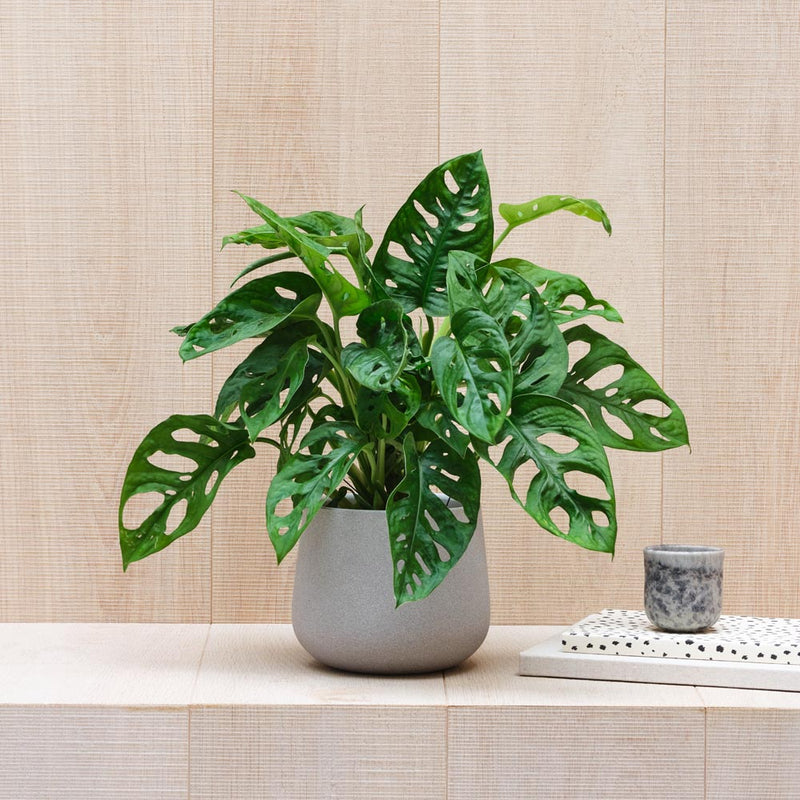 Swiss Cheese Obliqua Pair