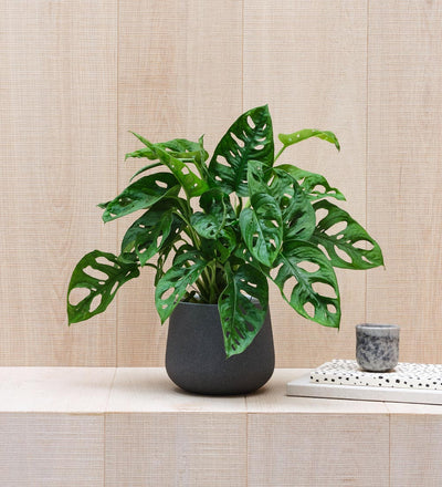 Swiss Cheese Obliqua & Pot