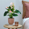Peach Anthurium & Pot