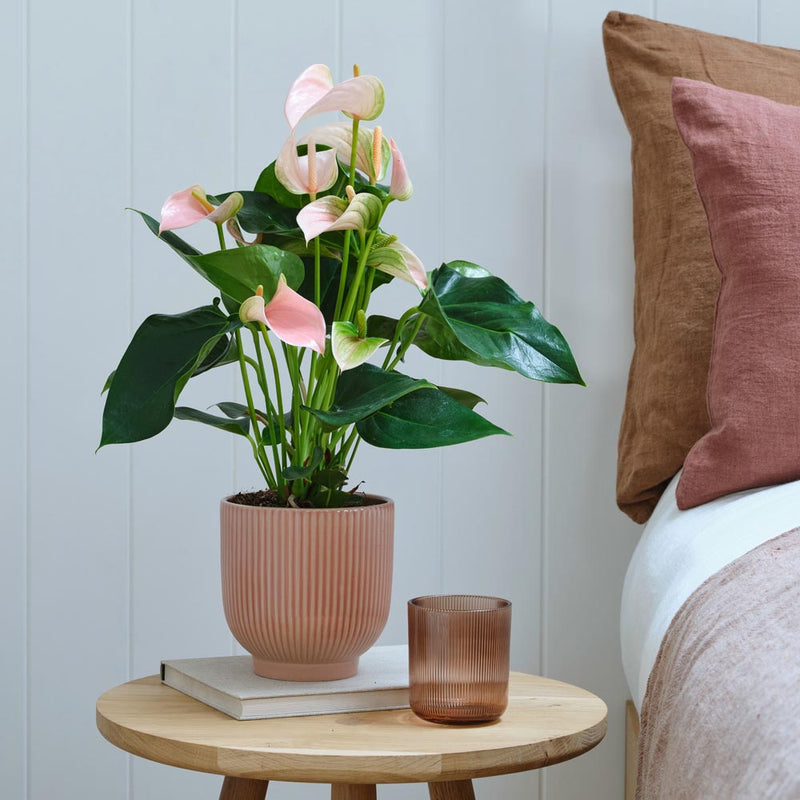 Peach Anthurium & Pot