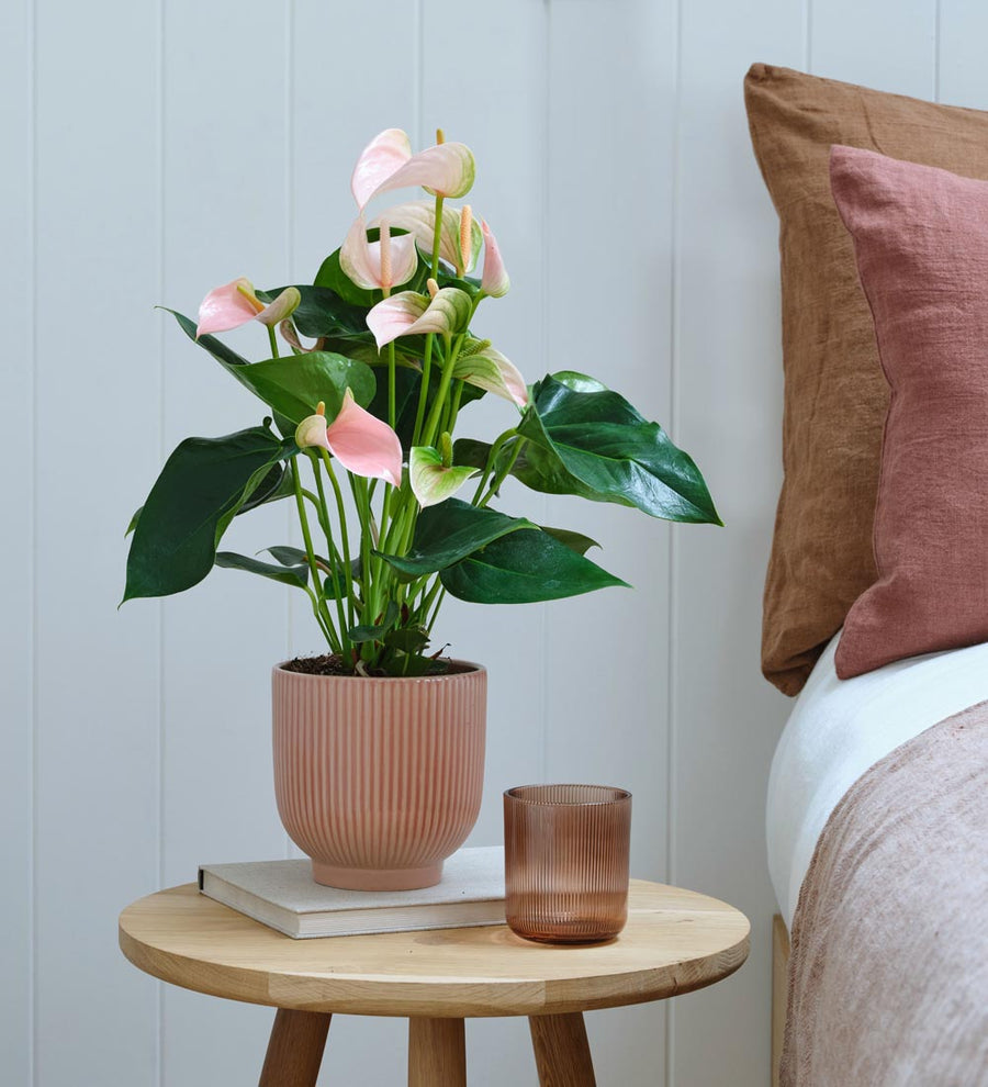 Peach Anthurium & Pot